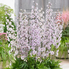 Delphinium highlander cha for sale  UK