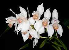 Cymbidium erythrostylum specie for sale  LONDON