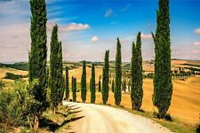 100 italian cypress for sale  Russell