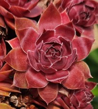 Sempervivum moonie summbär gebraucht kaufen  Selters
