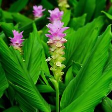 Turmeric plant rhizome for sale  NORTHWICH