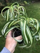 Bonnie curly spider for sale  Buffalo
