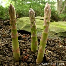 Spargel grün grünspargel gebraucht kaufen  Pliezhausen