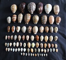 82 seleção de conchas Cowrie METADE DO PREÇO!! comprar usado  Enviando para Brazil