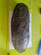 Torvosaurus dinosaur egg usato  Domodossola