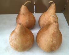 Inch martin gourds for sale  Holyoke