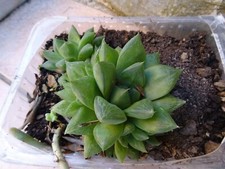 Succulentes plantes façiles d'occasion  Saint-Cyprien
