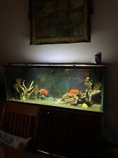 Large aquarium fish for sale  Smithtown