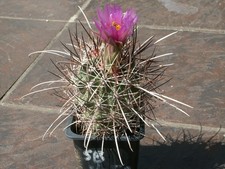 Sclerocactus parviflorus 1452 usato  Spedire a Italy