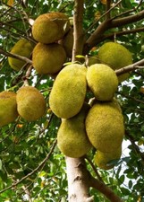 Jackfruit seedling tree for sale  Azusa