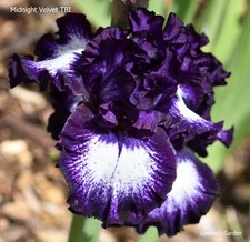 Midnight velvet iris for sale  Ahsahka