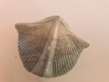 Animal préhistorique starlux d'occasion  Vertou