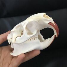 Pcs coypu skull for sale  Shipping to Ireland