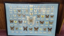 Insects & Butterflies for sale Insects & Butterflies for sale Anaheim