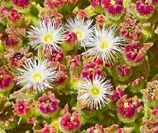 800x ice plant for sale  DEWSBURY