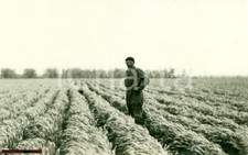 1930 tavoliere puglia usato  Milano