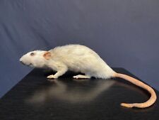 Colour rat rat for sale  Shipping to Ireland