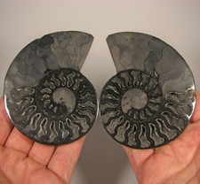 3.9 black ammonite for sale  Acworth