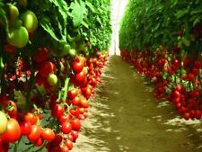 Pomodoro delfini semi usato  Reggio Calabria