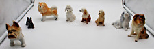 Adorable varied dog for sale  Colorado Springs