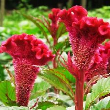 1 pacote com 400 sementes de pente de galo gigante Celosia Cristata sementes flores de jardim S026 comprar usado  Enviando para Brazil
