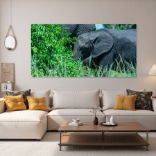 African baby elephant for sale  Pomona
