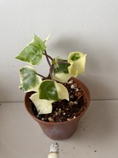 Senecio macroglossus variegata gebraucht kaufen  Hagen