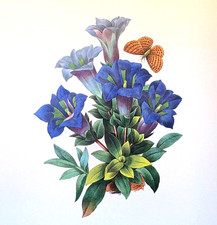 Redoute flowers gentiana for sale  Sahuarita