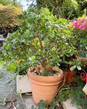 Extra large crassula for sale  LONDON