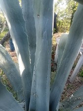 Pianta aloe usato  Napoli