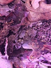 50ct floridaorange springtail for sale  Hagerstown
