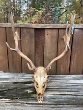 Taxidermy awesome set for sale  Signal Mountain