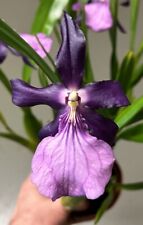 Miltonia species dark gebraucht kaufen  Augsburg