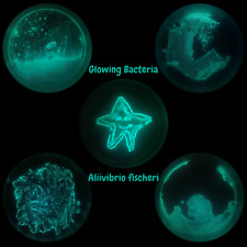 Bioluminescent bacteria grow d'occasion  Expédié en Belgium