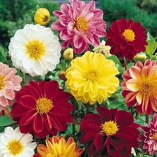 Dahlia unwins mixed for sale  UK