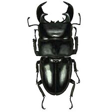 Dorcus titanus yasuokai for sale  Sahuarita