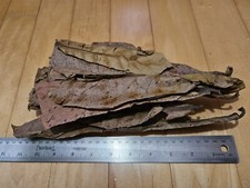Large catappa indian for sale  Morrisville