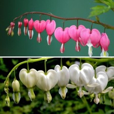 Dicentra spectabilis bleeding for sale  Hayden