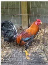 game fowl for sale game fowl for sale Elkhorn City