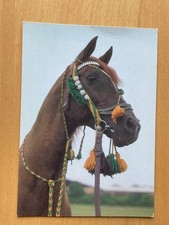 Vollblut araber hengst gebraucht kaufen  Ratingen