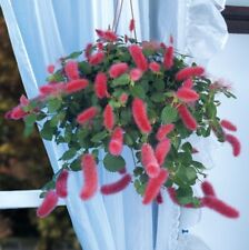 Strawberry live firetails for sale  Danielson