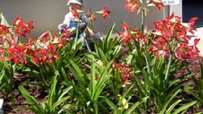 Amaryllis blooming size for sale  Simpsonville