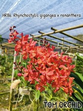 Rhynchostylis gigangea renanth for sale  Bonita Springs