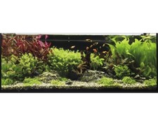 Aquarien wasserpflanzenpaket c gebraucht kaufen Aquarien wasserpflanzenpaket c gebraucht kaufen  Deutschland