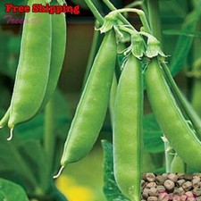 Sugar snap pea for sale  Ontario