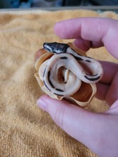 morphs ball python for sale  Angola