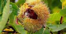 Castanea sativa edelkastanie gebraucht kaufen  Eslohe (Sauerland)