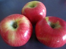 One seedling lady for sale  Kingsburg