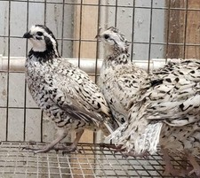 Snowflake bobwhite quail for sale  Kingston