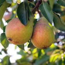 Clapp favourite pear for sale  NEWTOWNARDS